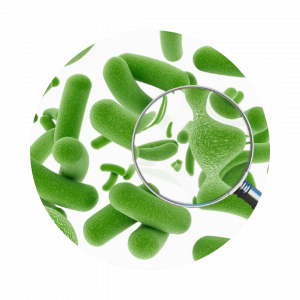 Probiotikumok a nagyító alatt